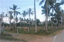 3 Rai Surrounded By Coconut Trees